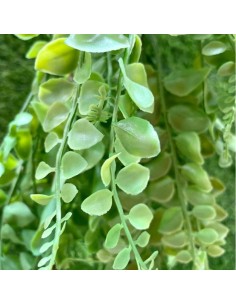 PLANTA COLGANTE BG054